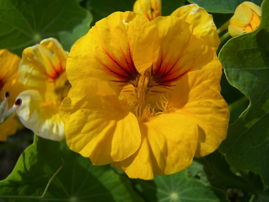 Настурция Лиана