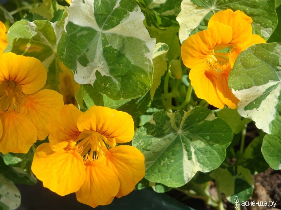 Настурция Голден Глоуб