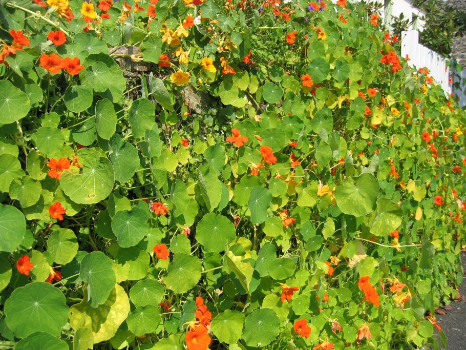 Настурция кустовая