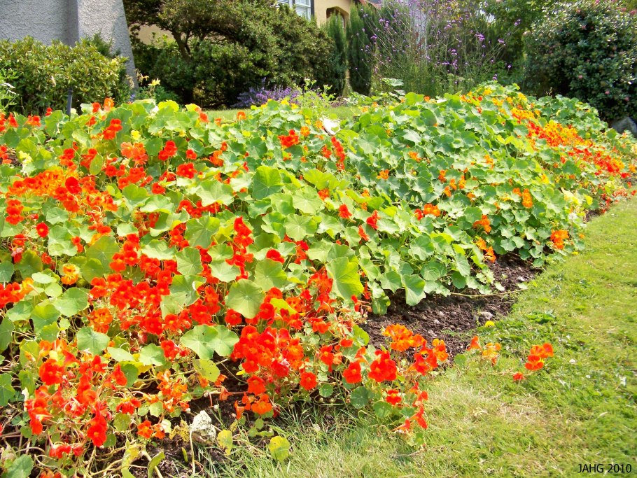 Настурция красный блик