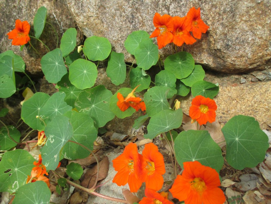 Настурция Голден Глоуб