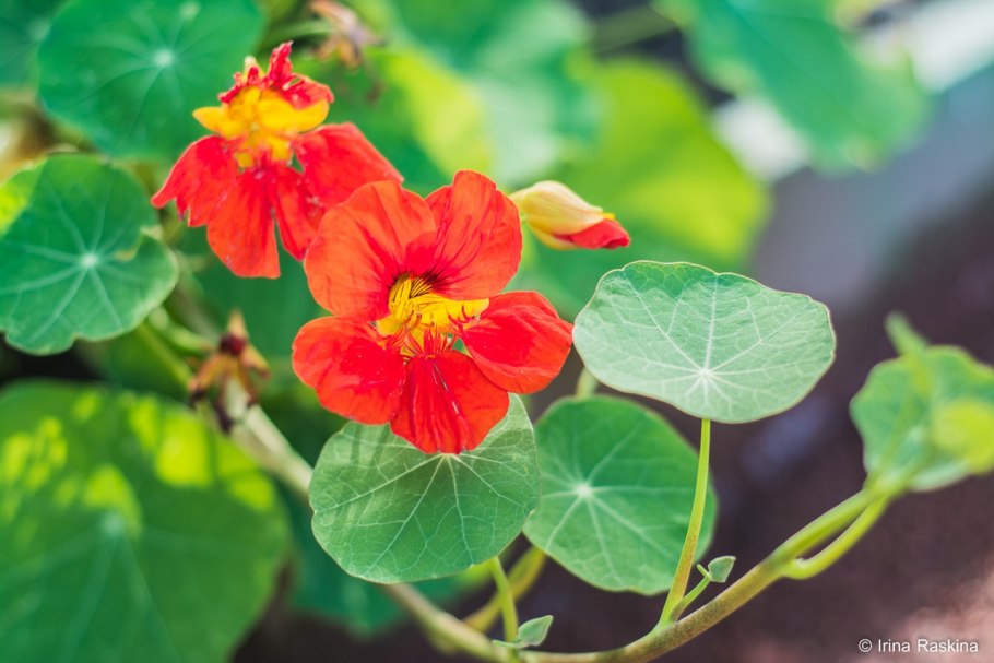 Цветы Tropaeolum majus