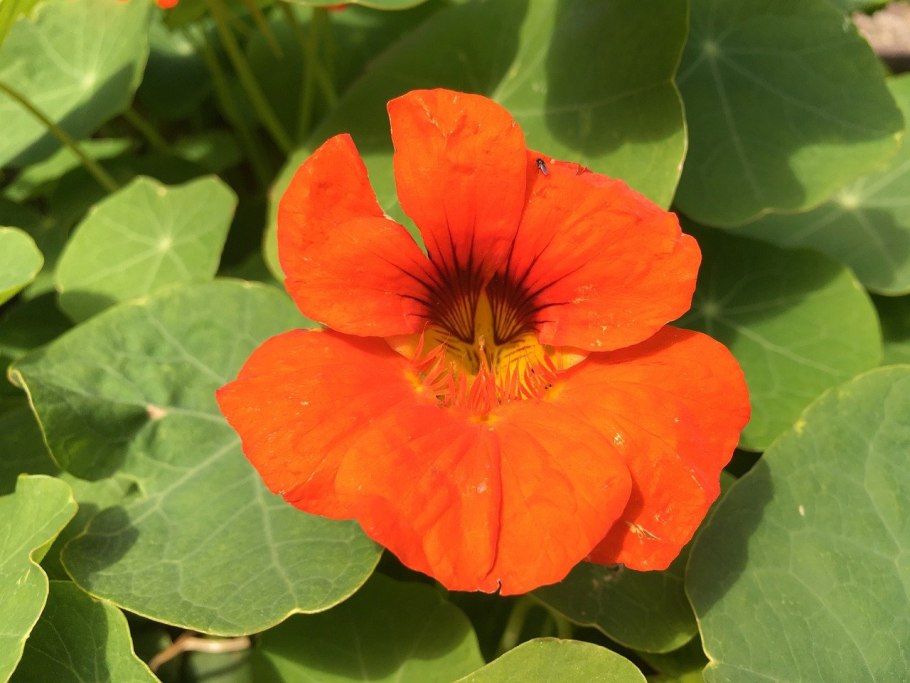 Настурция Помпадур