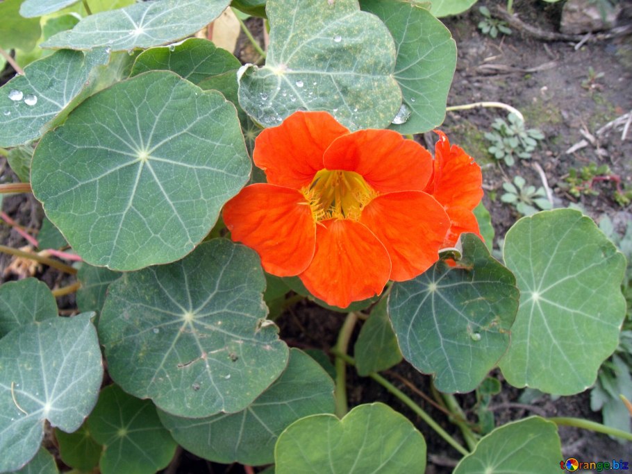 Настурция капуцин