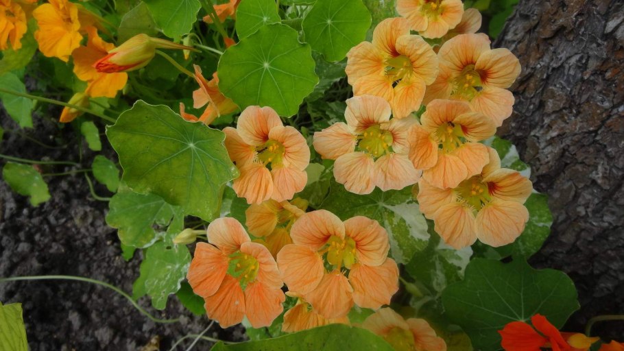 Настурция – Orange Nasturtium