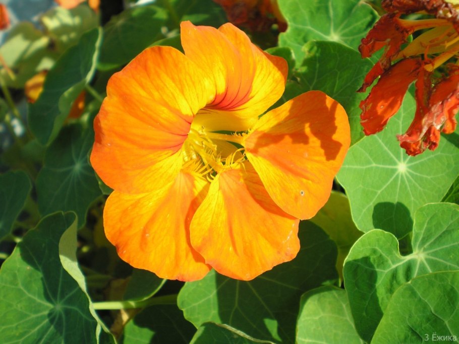 Настурция Люцифер