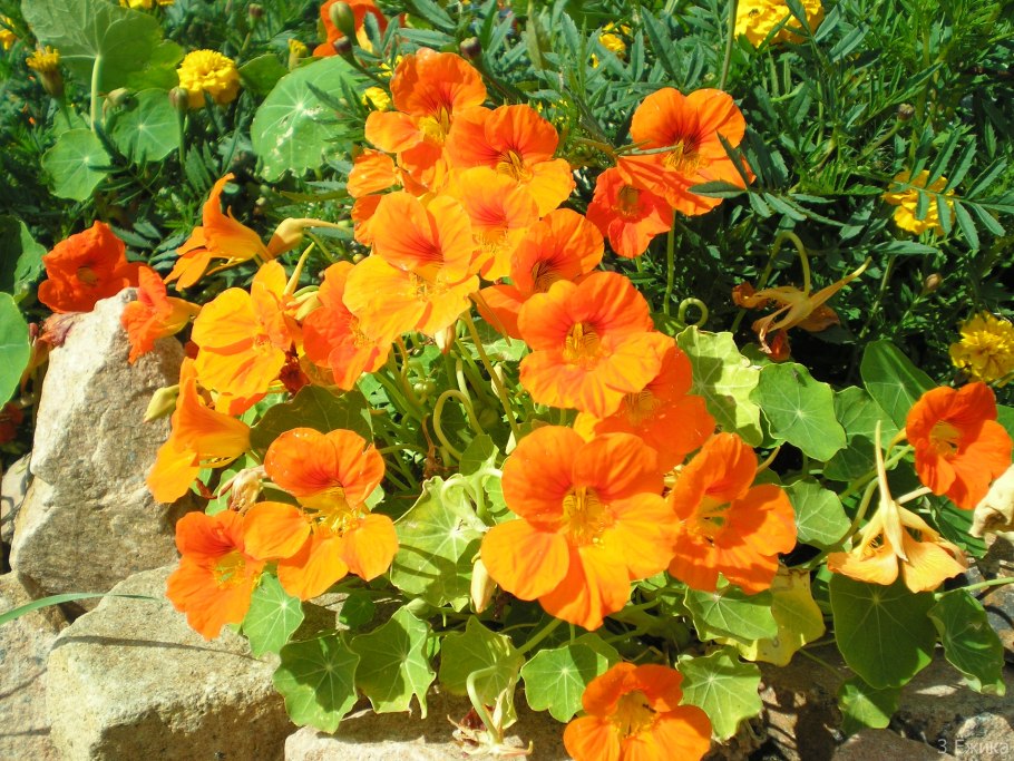 Tropaeolum Peltophorum