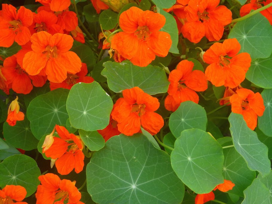 Настурция щитоносная