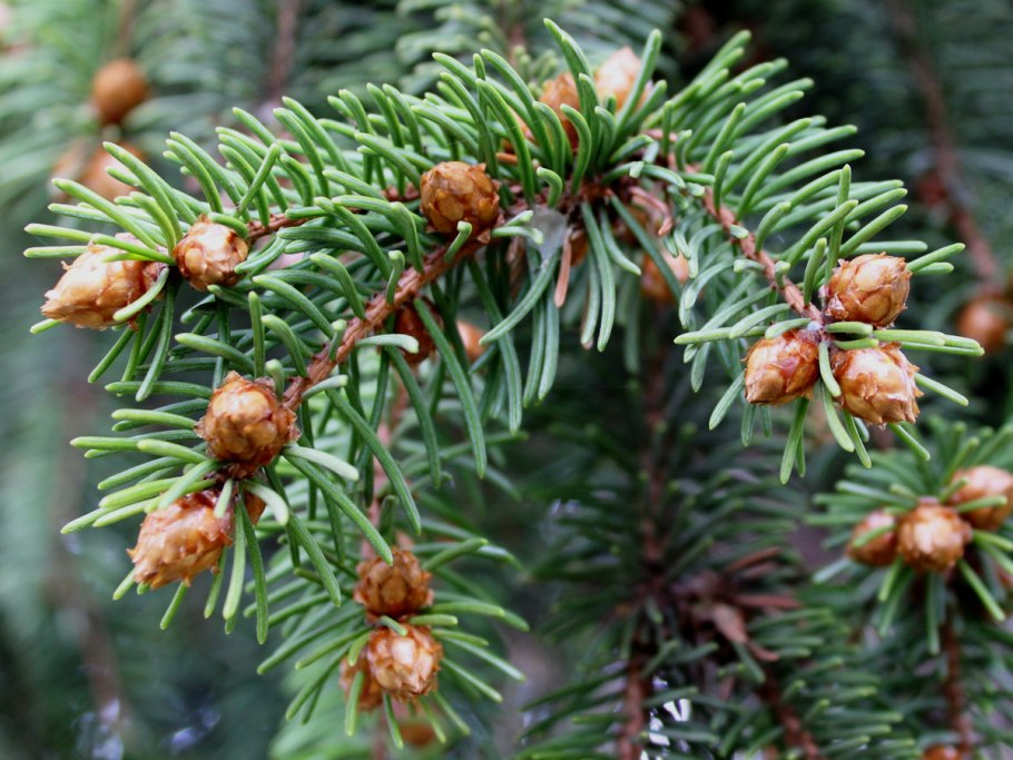 Pinus contorta шишки