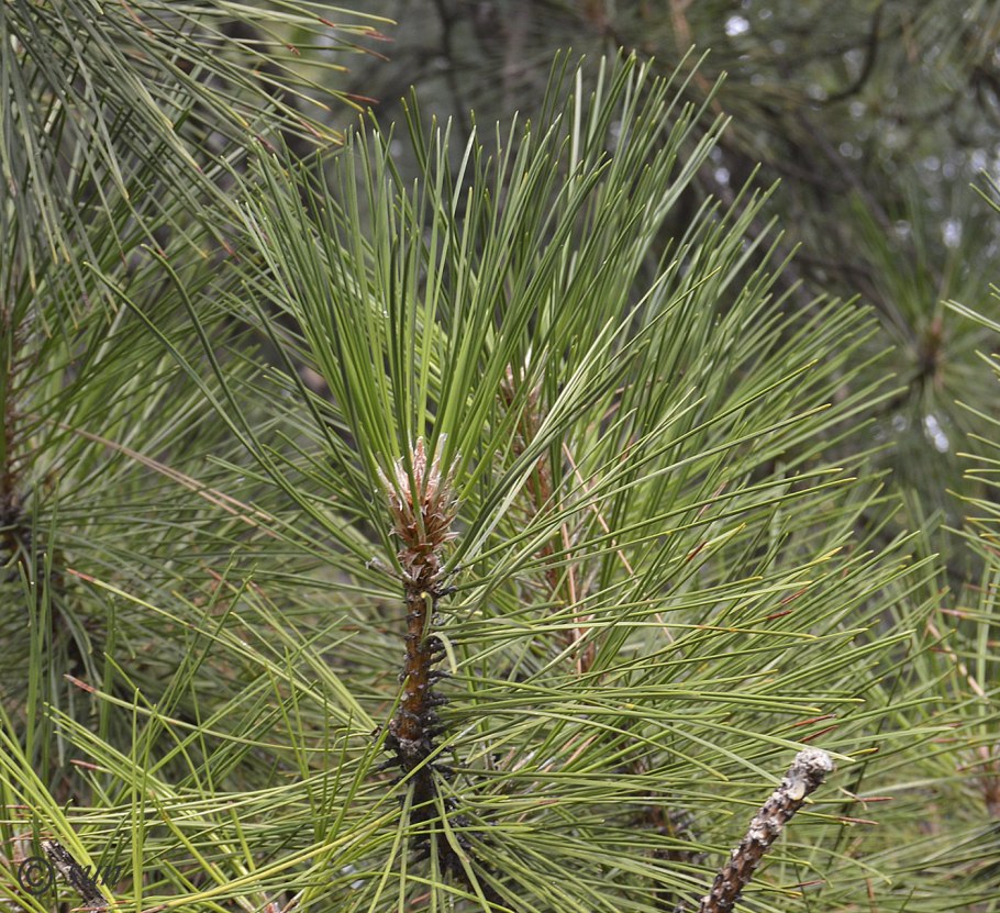 Pinus pallasiana семя