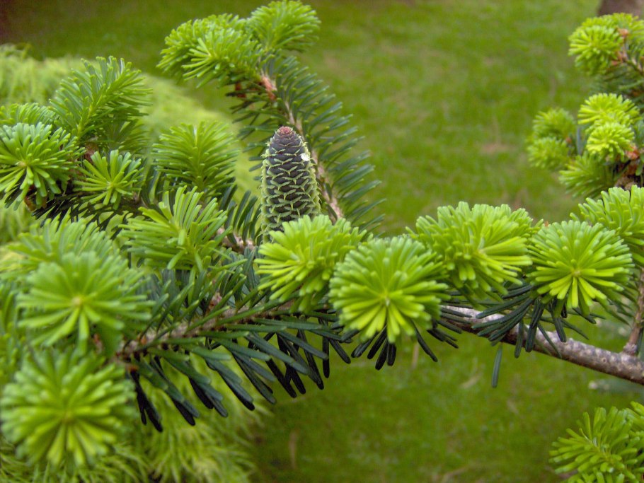 Picea Abies ветви