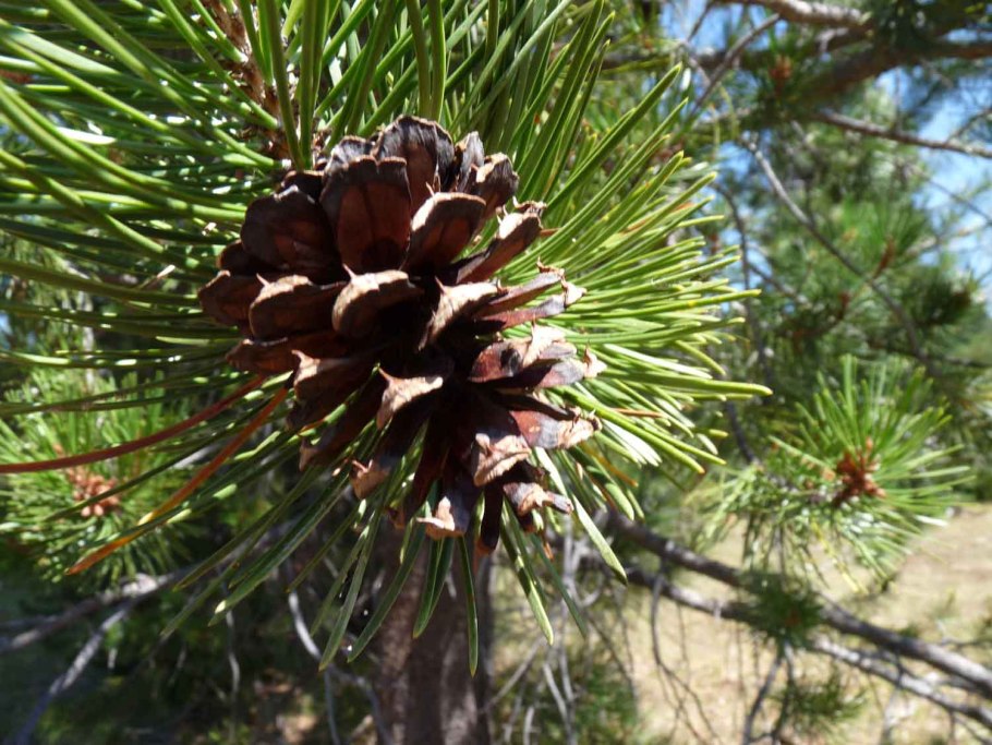Сосна обыкновенная Pinus Sylvestris