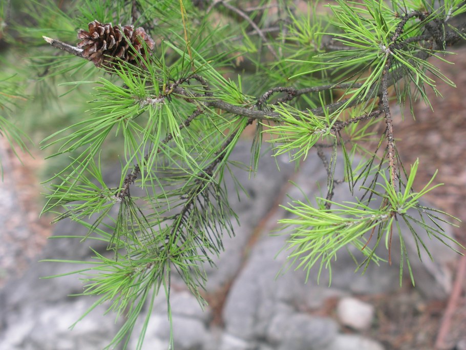 Pinus rigida