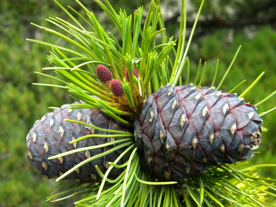 Pinus sibirica 'Ermak'