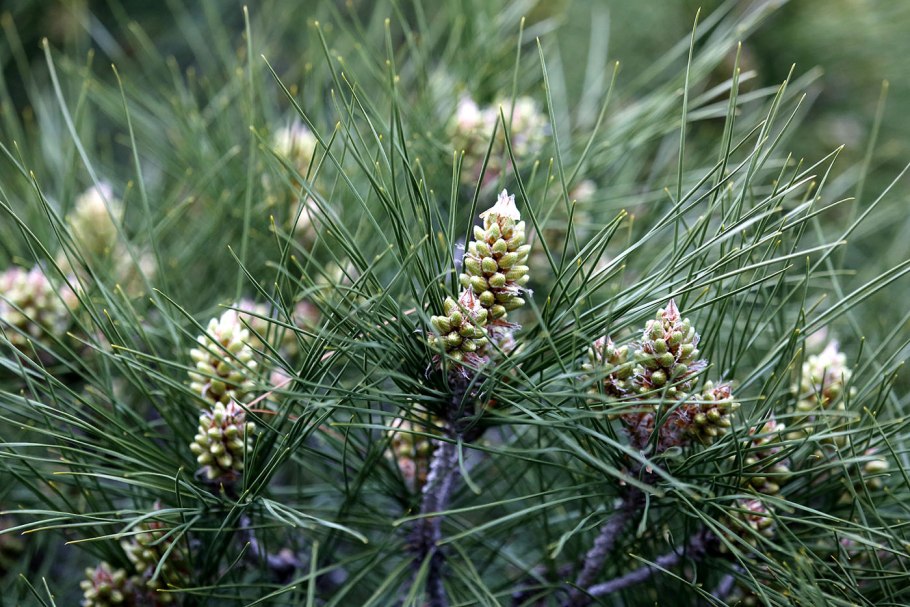 Pinus род