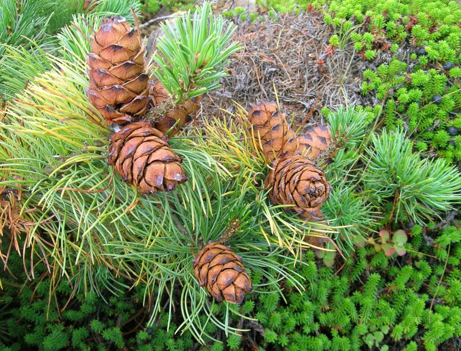 Pinus Sylvestris "Frosty дерево