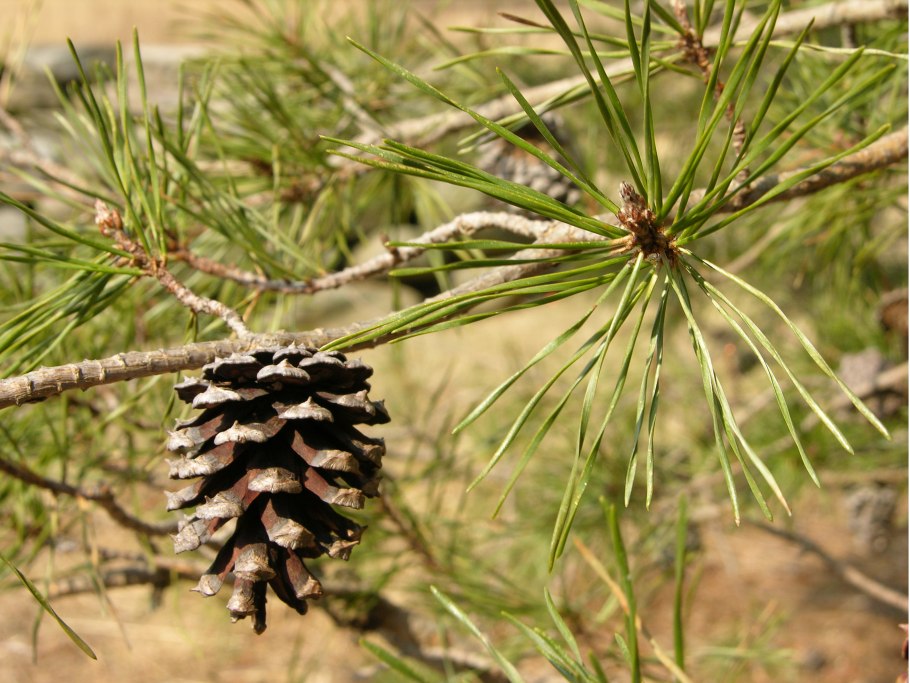Pinus monophylla