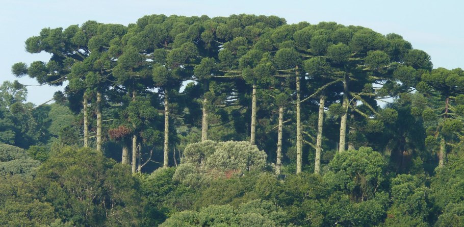 Фицройя кипарисовидная