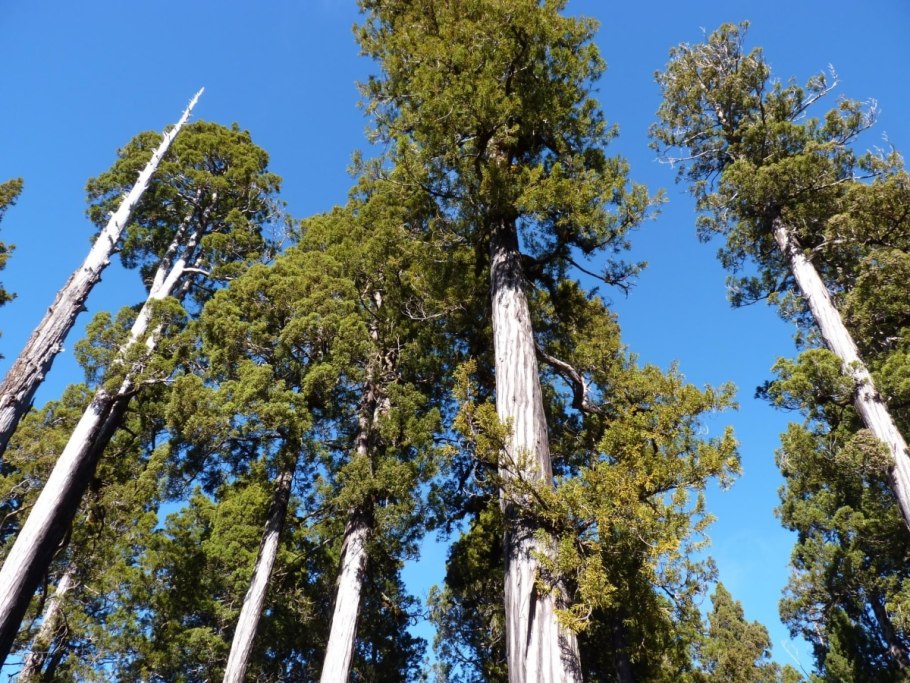 Как цветёт Фицройя растение
