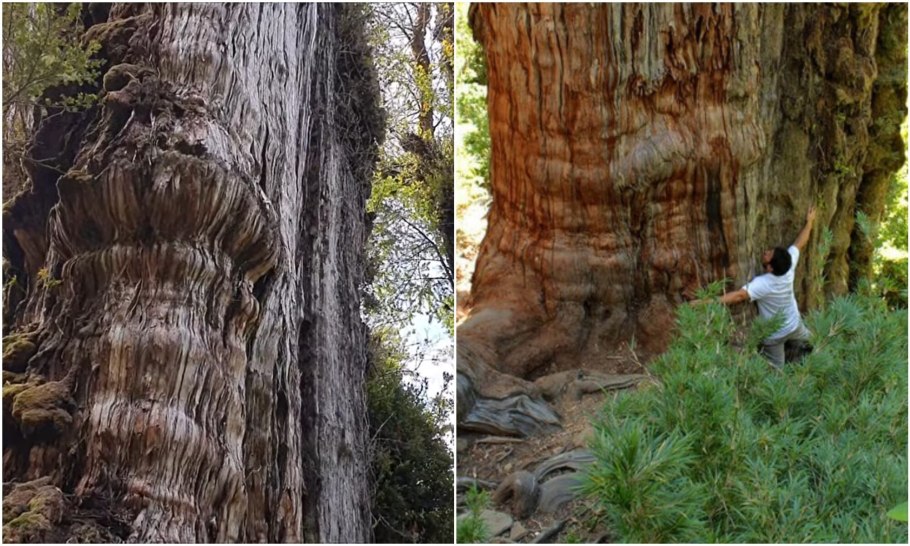 Фицройя кипарисовидная Южной Америки