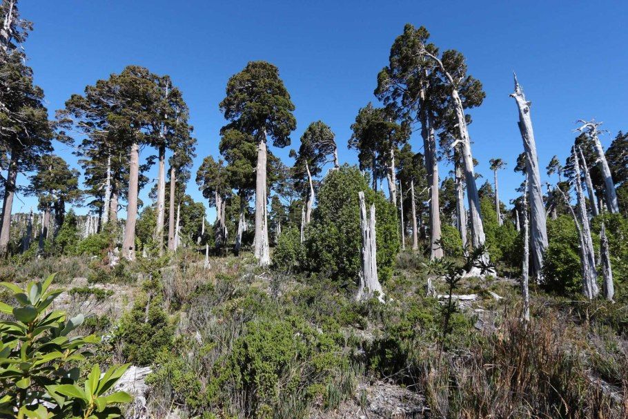 Пампасы патагонская Мара