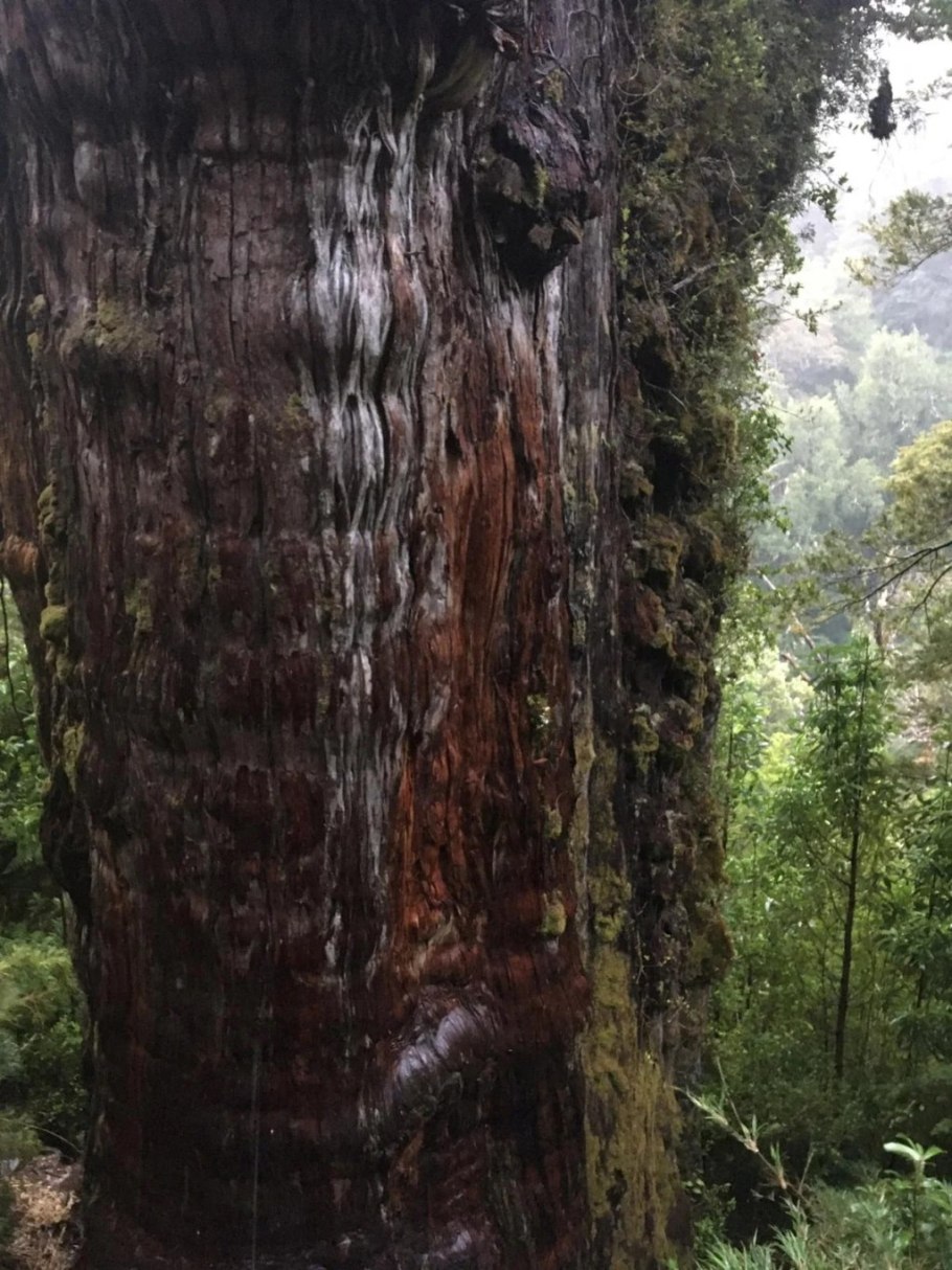 Фицройя кипарисовидная