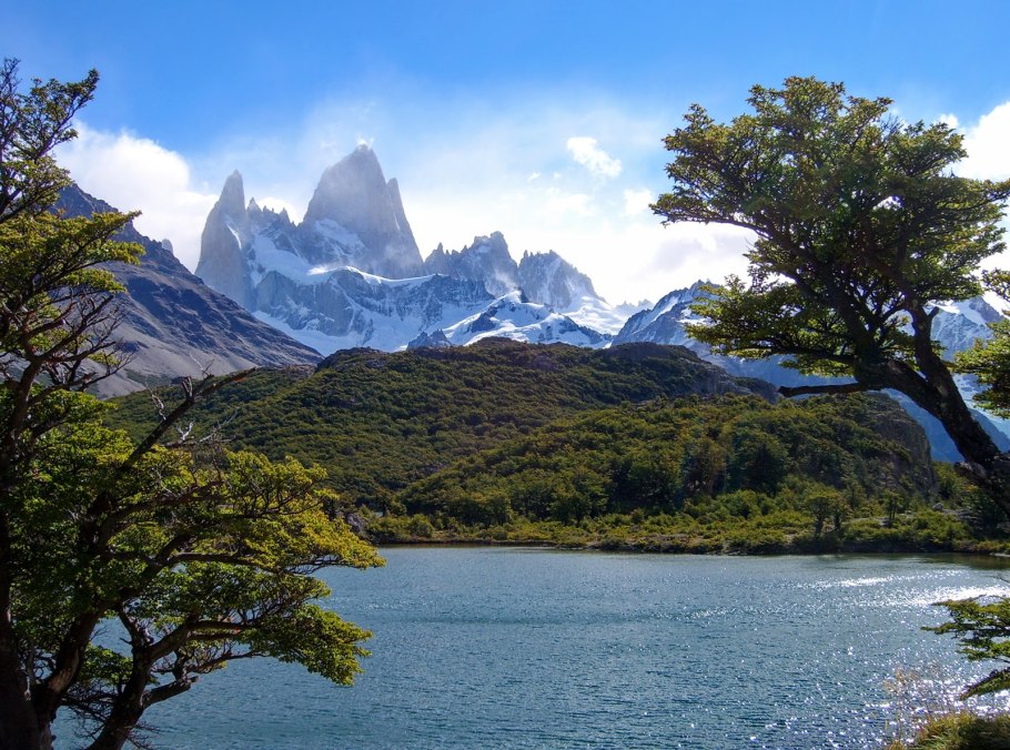 Бразилия араукария