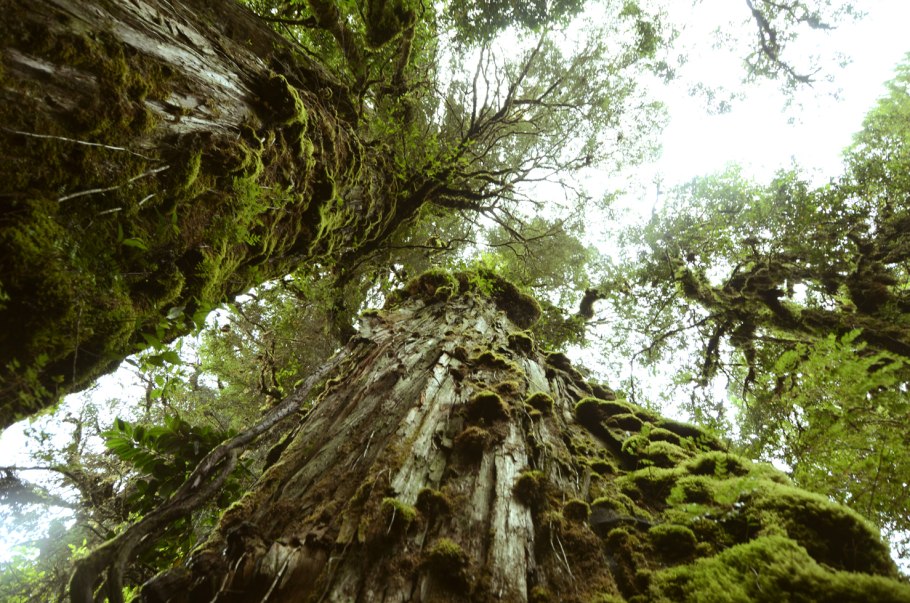 Южные культуры древнее дерево