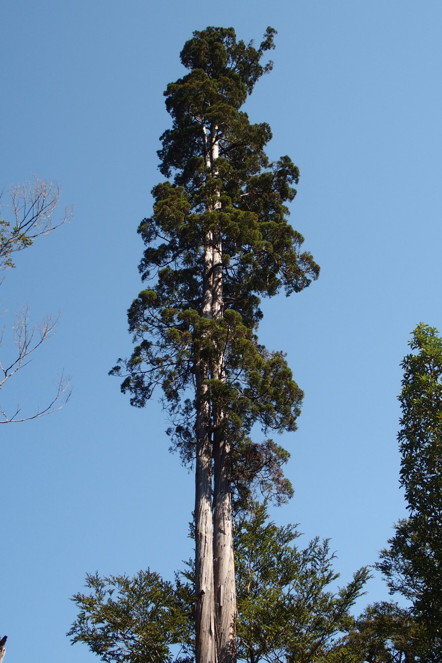Национальный парк конгильо