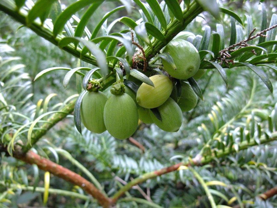 Араукария Араукана