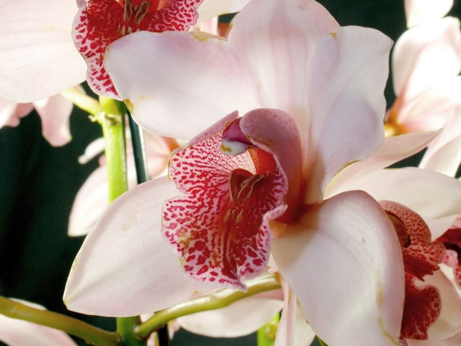 Орхидея Bernhard Phalaenopsis