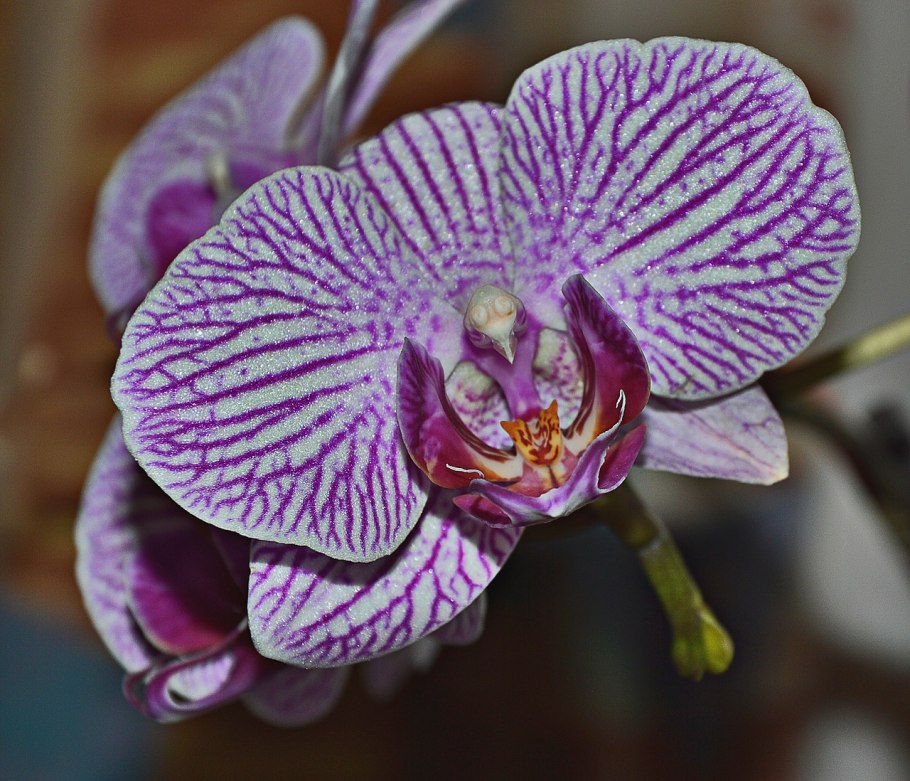 Фаленопсис (Phalaenopsis) – Орхидея