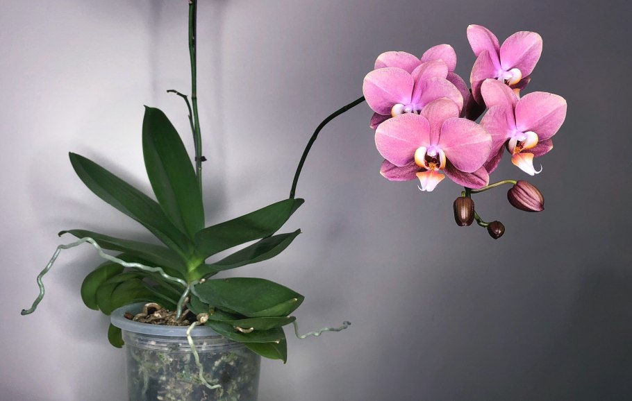 Орхидея ambiance Phalaenopsis