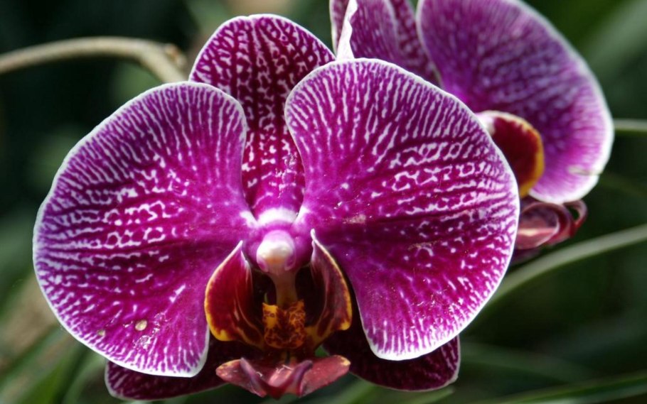 Орхидея Phalaenopsis Narbonne