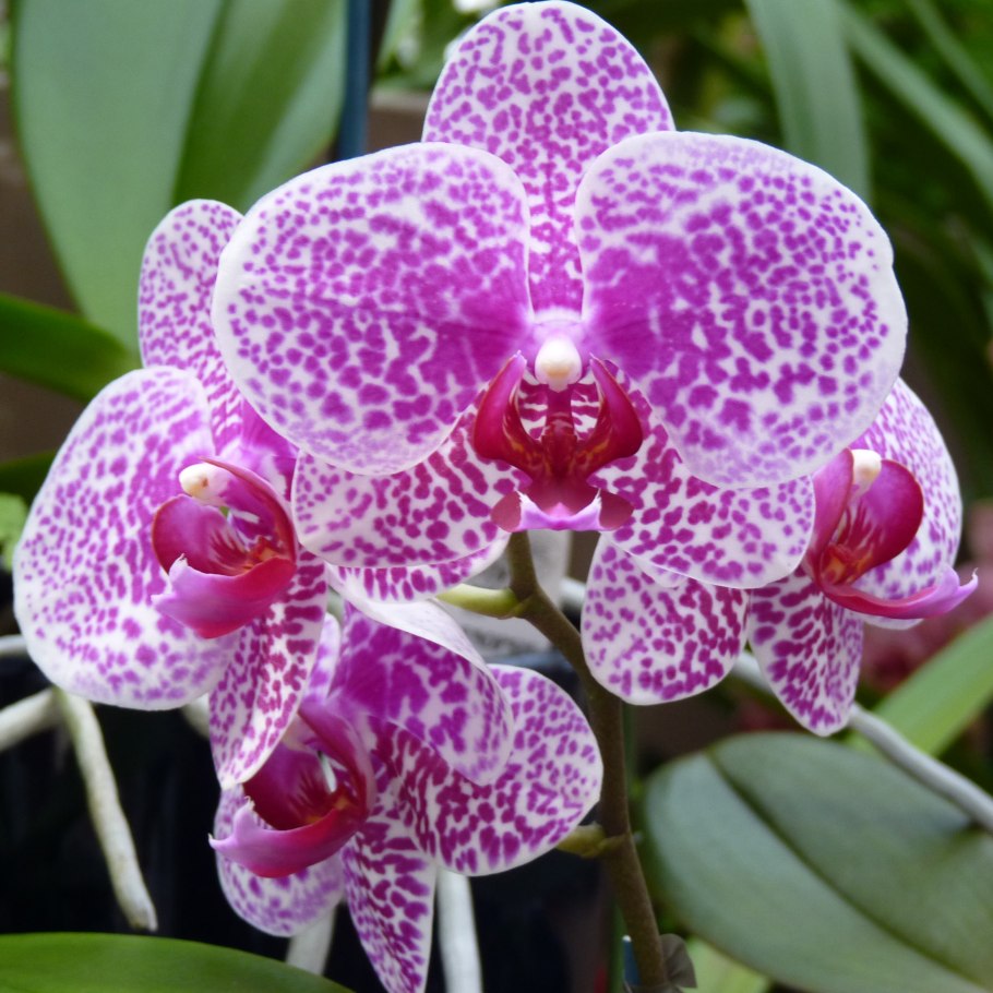 Орхидея Phalaenopsis