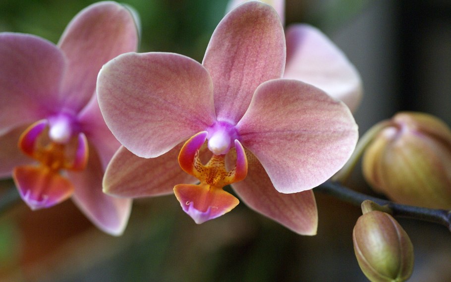 Орхидея ambiance Phalaenopsis