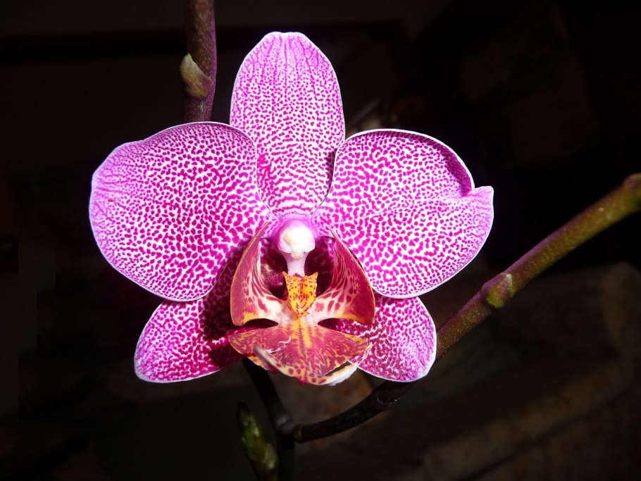 Орхидея Phalaenopsis Carmen