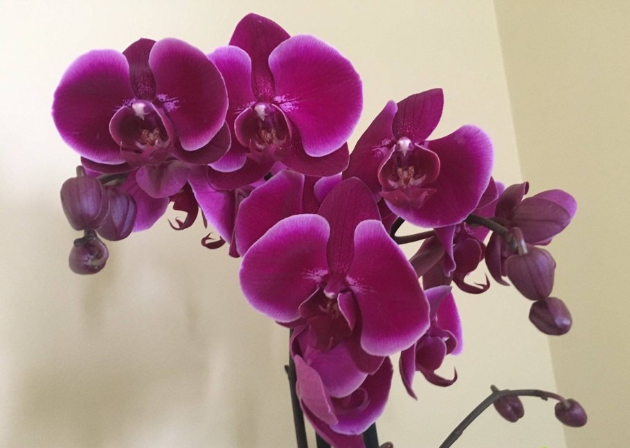 Орхидея Phalaenopsis Manila