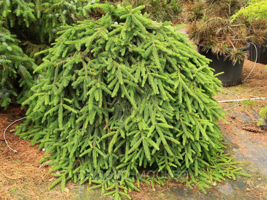 Елка Annapolis fir Tree