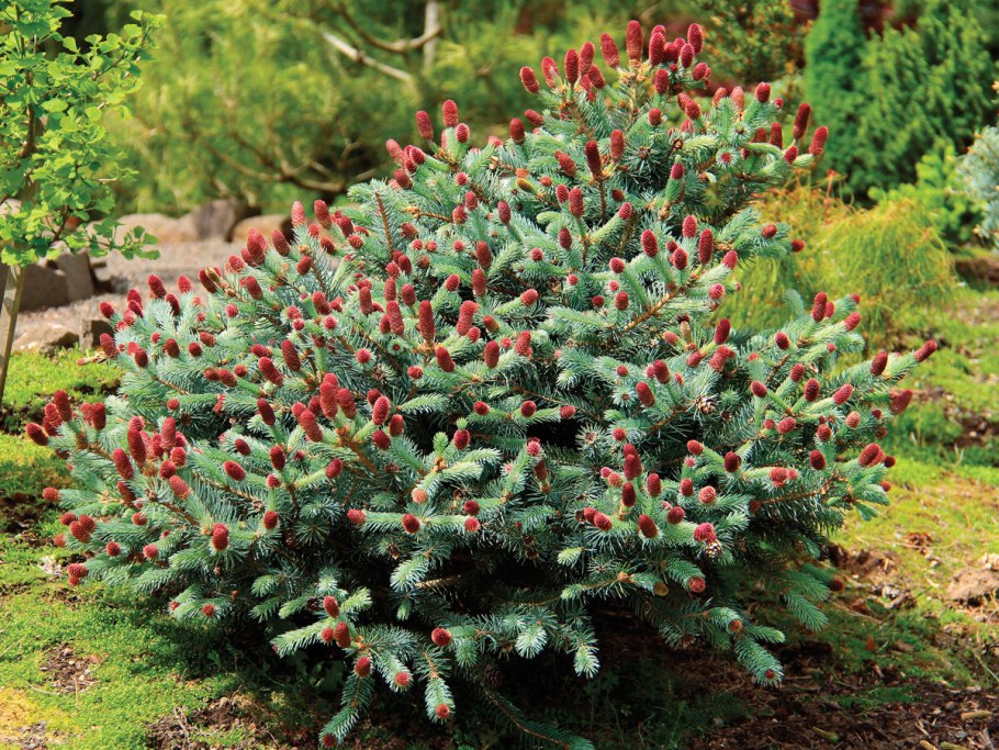 Ель обыкновенная Picea Abies