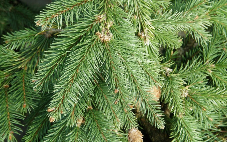 Ель обыкновенная (европейская) – picea abies