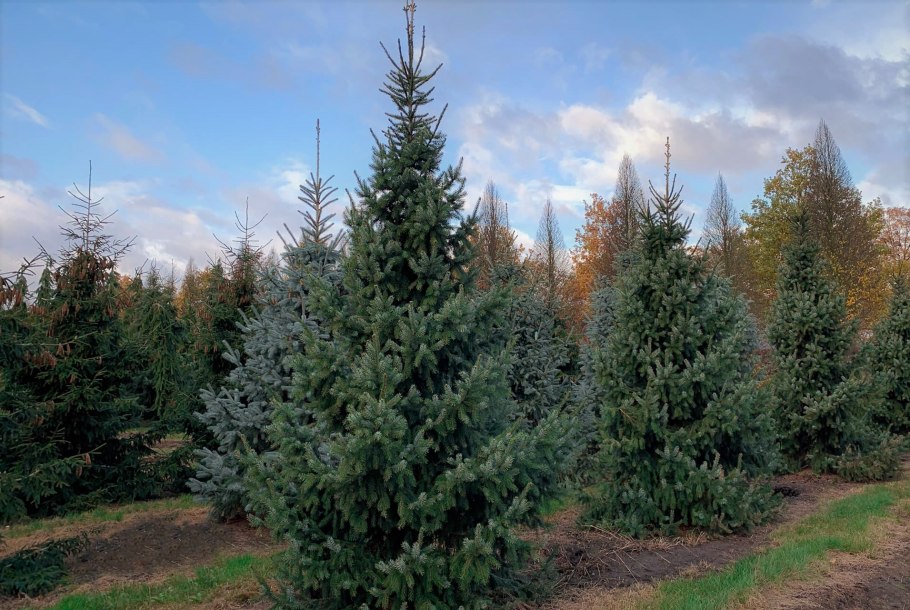 Ель колючая Хупси