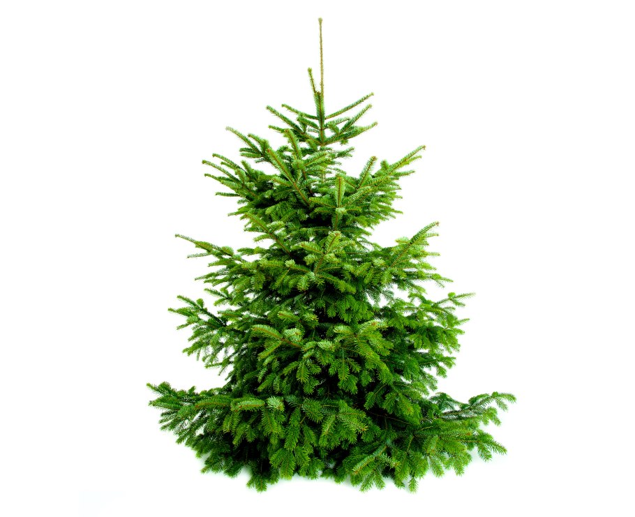 LUNTENRANTA ель Лесная красавица 0.9
