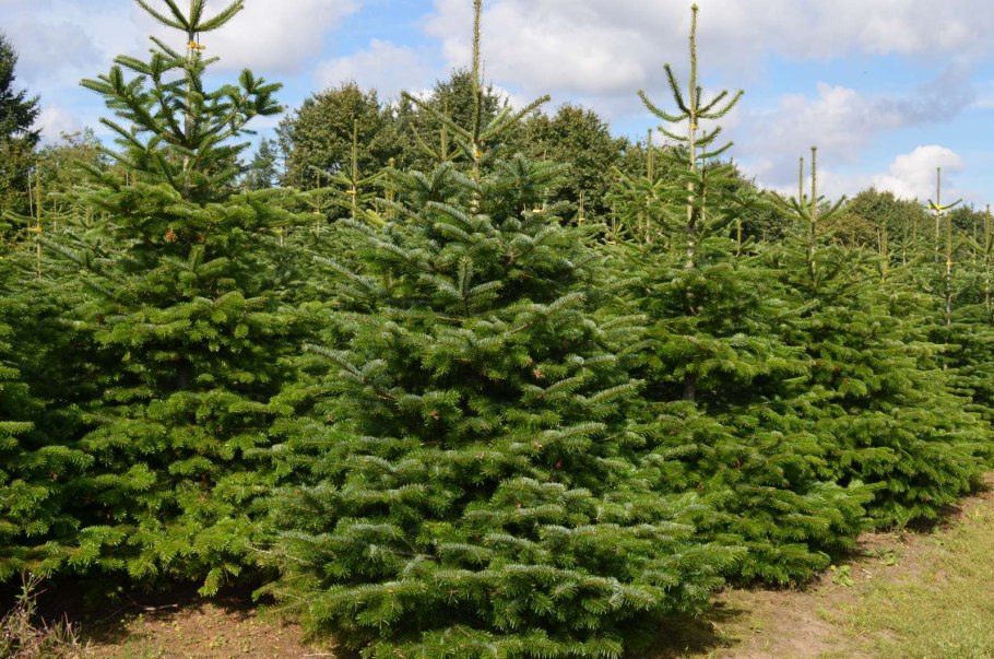 Ель европейская Picea Abies