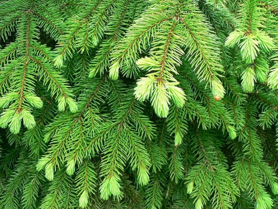 Ель Сербская Оморика (Picea omorika)