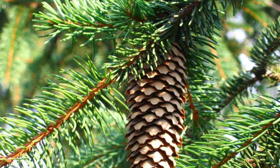 Picea alcoquiana