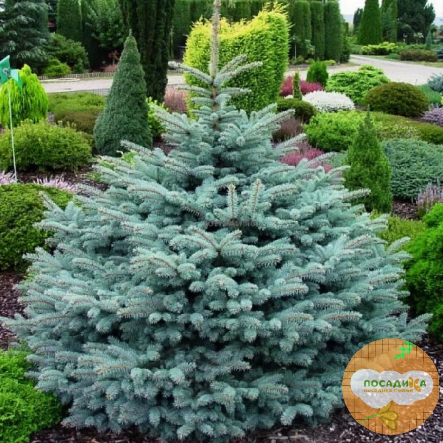 Пихта Сибирская шишки