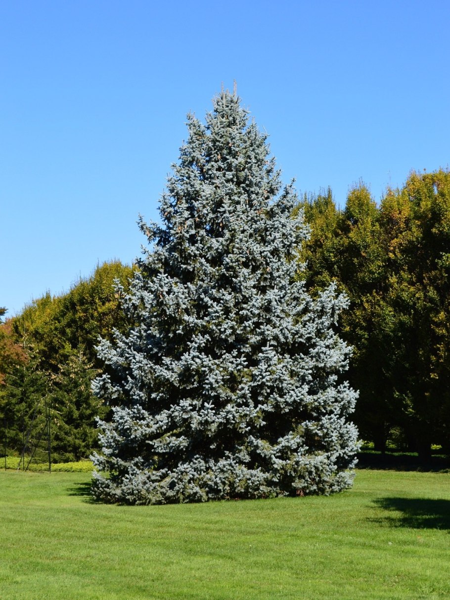 Ель канадская conica (Коника)