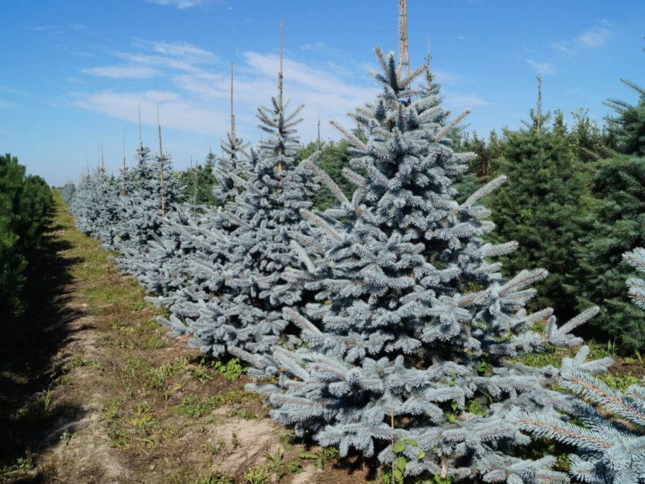 Ель колючая Bialobok