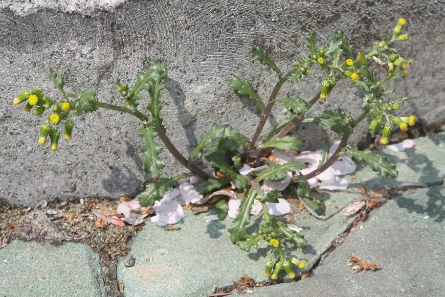 Зонтикоцветные зонтичные